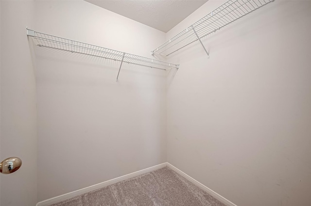 walk in closet with carpet flooring