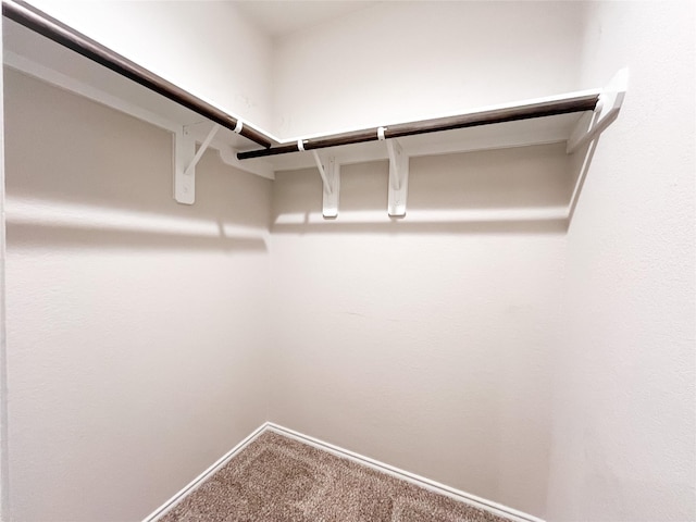 spacious closet featuring carpet flooring