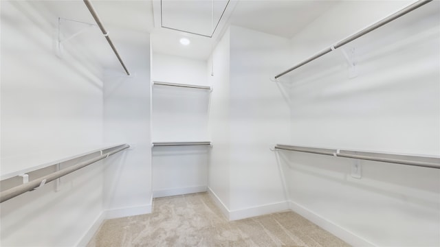 walk in closet with attic access and light colored carpet