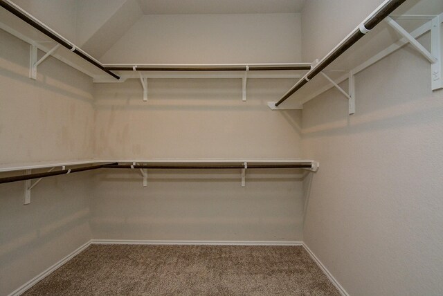 spacious closet featuring carpet floors