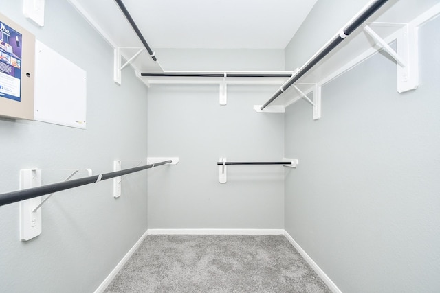 spacious closet featuring carpet flooring