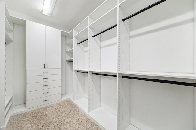 spacious closet featuring carpet flooring