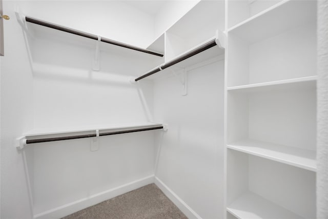 spacious closet featuring carpet