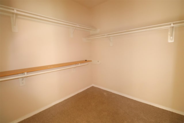 spacious closet featuring carpet floors