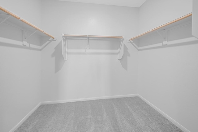 walk in closet with carpet flooring