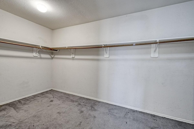 spacious closet featuring carpet floors