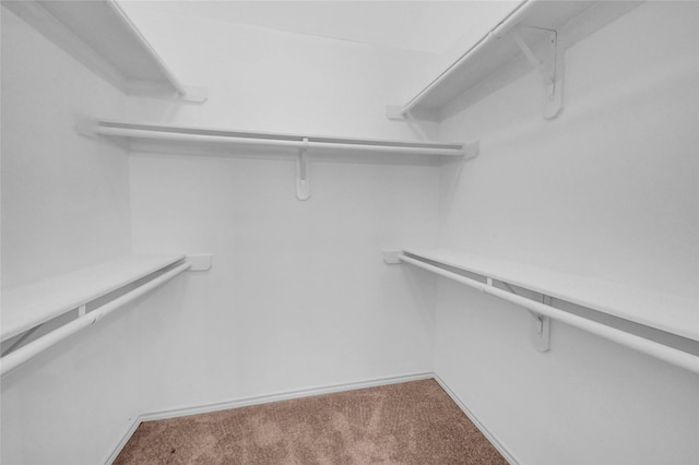 walk in closet with carpet flooring