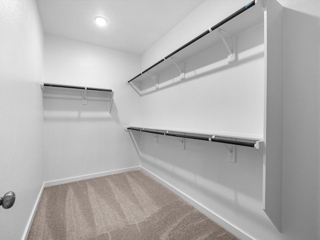 walk in closet featuring carpet floors