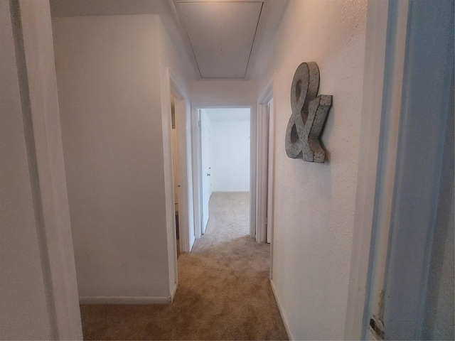 hall featuring baseboards, light colored carpet, and attic access