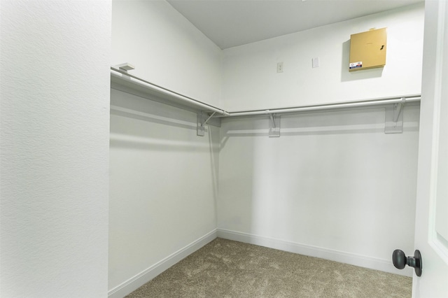 spacious closet featuring carpet