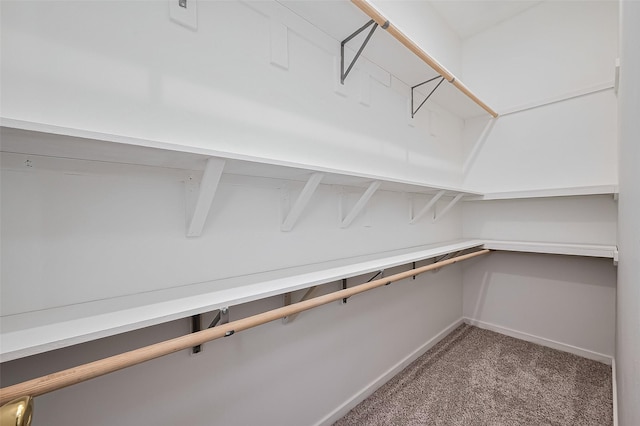 spacious closet featuring carpet