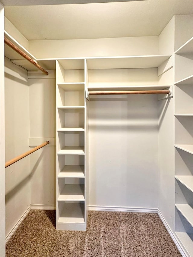 walk in closet with carpet floors