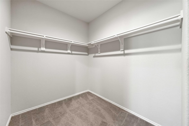 spacious closet featuring carpet flooring