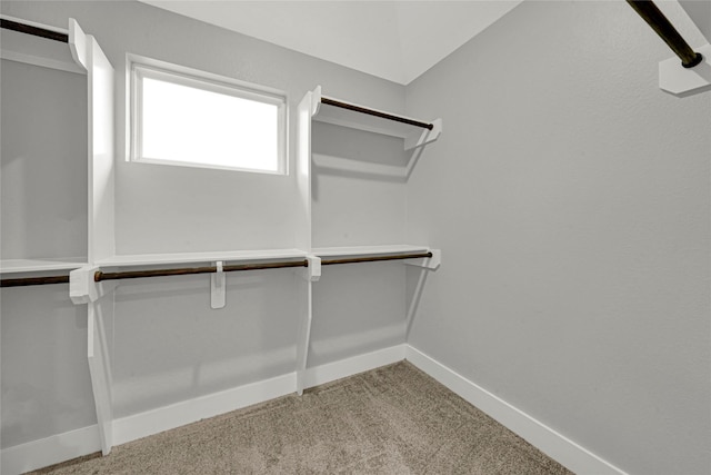 spacious closet with carpet