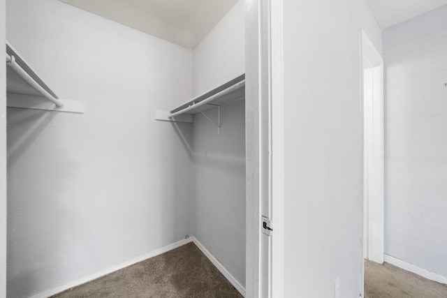 walk in closet with carpet flooring