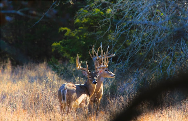 0 Boehnke Rd, La Grange TX, 78949 land for sale