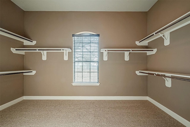 spacious closet featuring carpet flooring