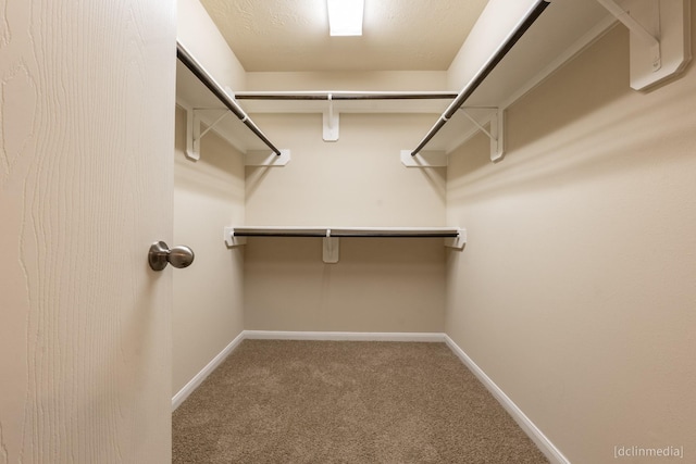 walk in closet featuring carpet floors