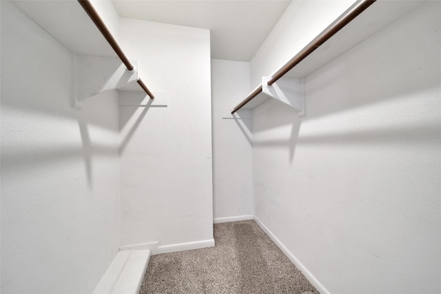 spacious closet featuring carpet