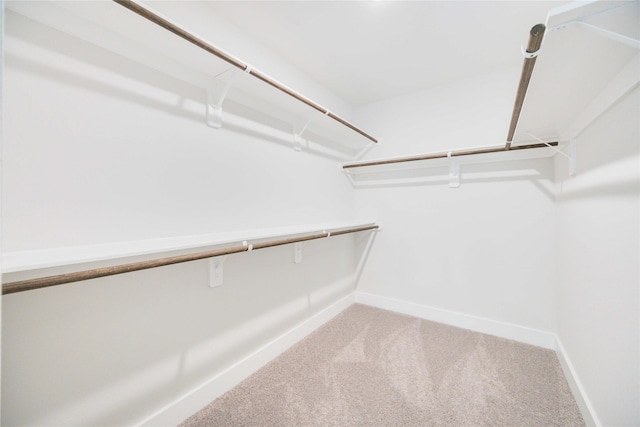 walk in closet featuring carpet floors