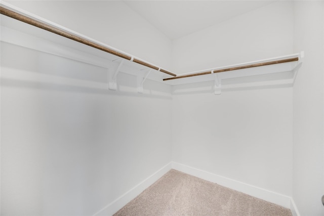 spacious closet featuring carpet flooring