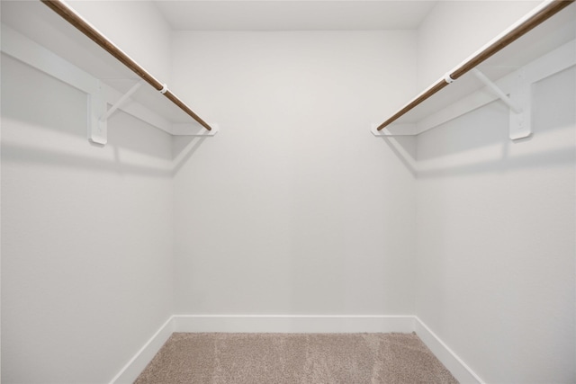 spacious closet featuring carpet