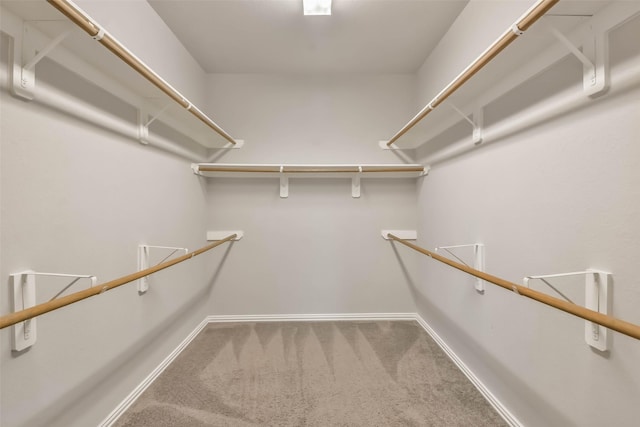 spacious closet featuring carpet floors