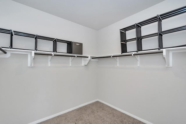 spacious closet featuring carpet