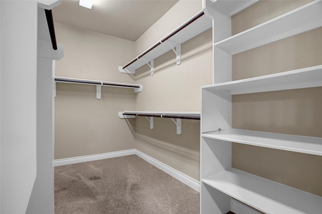 walk in closet featuring carpet