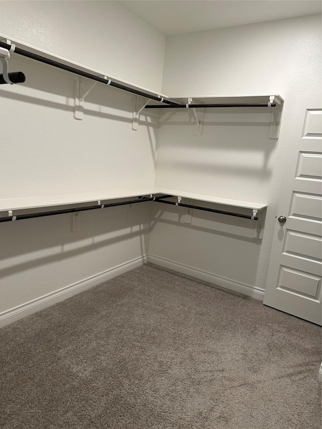 spacious closet featuring carpet floors