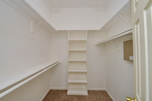 spacious closet featuring carpet floors