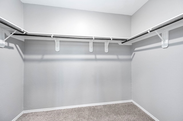 spacious closet featuring carpet flooring