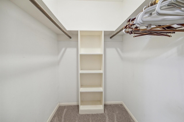 walk in closet featuring carpet flooring