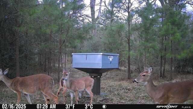 159 Echo Ln, Huntsville, TX 77320 - photo 19