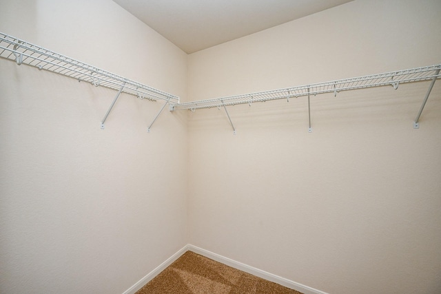 walk in closet with carpet floors