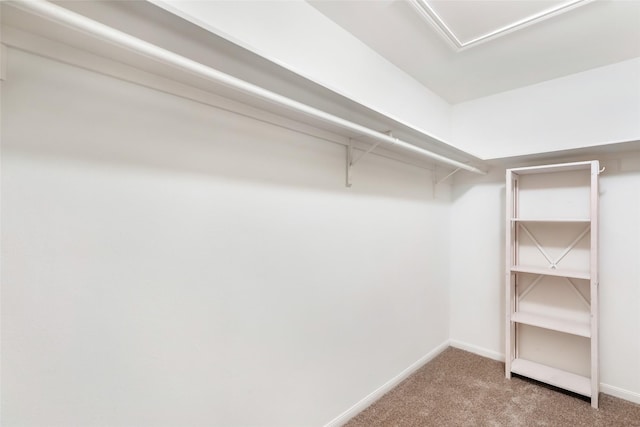 walk in closet featuring carpet floors