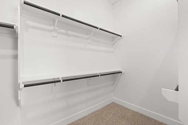 spacious closet featuring carpet