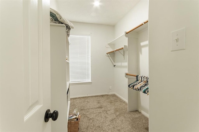 spacious closet featuring carpet flooring