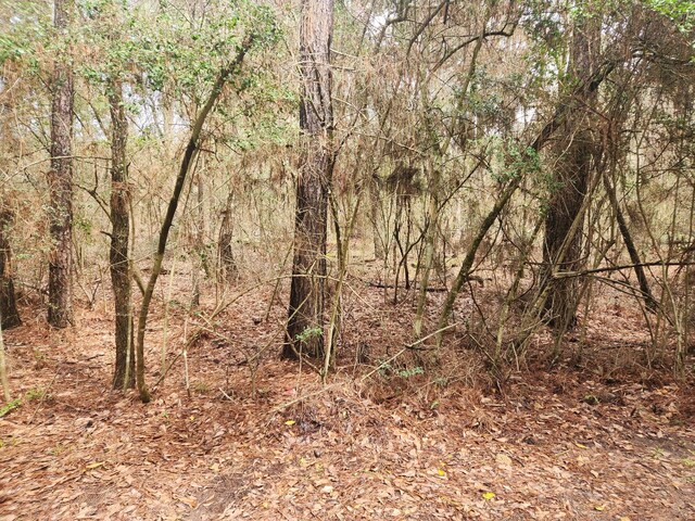 LOT28 Sycamore Ln, Plantersville, TX 77363 - photo 10