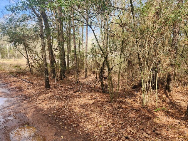 LOT28 Sycamore Ln, Plantersville, TX 77363 - photo 11