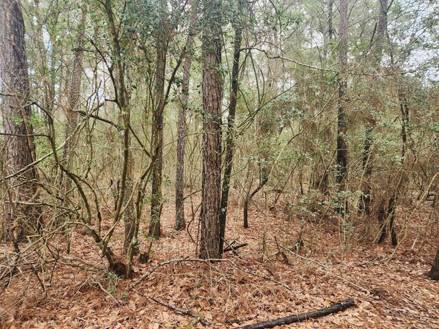 LOT28 Sycamore Ln, Plantersville, TX 77363 - photo 12