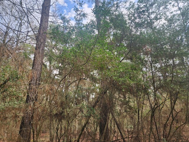 LOT28 Sycamore Ln, Plantersville, TX 77363 - photo 6