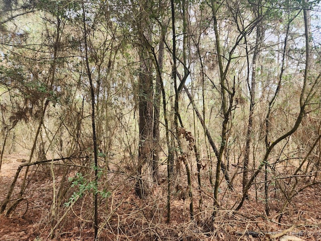 LOT28 Sycamore Ln, Plantersville, TX 77363 - photo 8