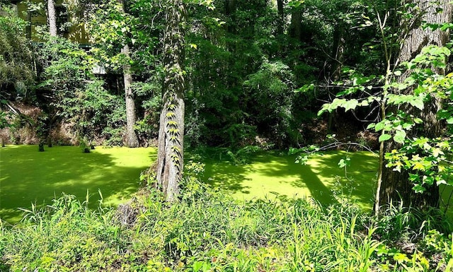 view of nature featuring a forest view