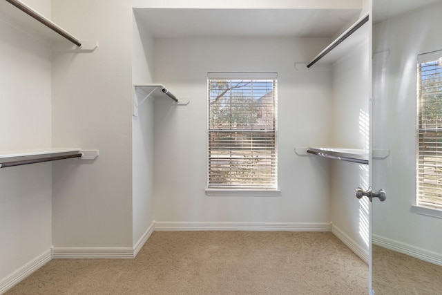 walk in closet featuring carpet floors