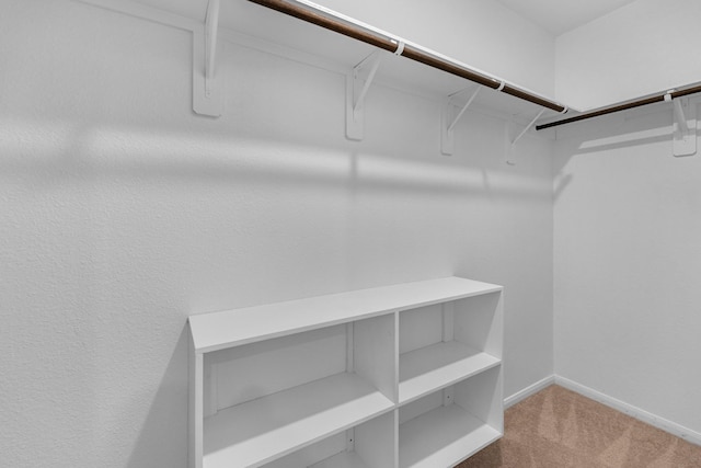 spacious closet featuring carpet flooring