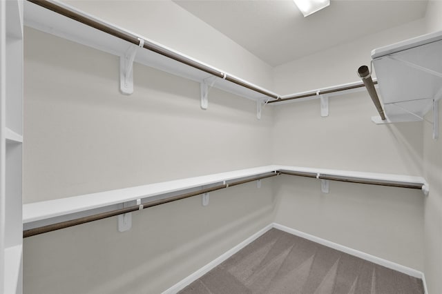 spacious closet featuring carpet flooring