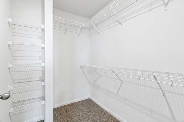 spacious closet featuring carpet floors