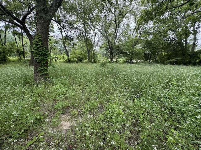 view of local wilderness