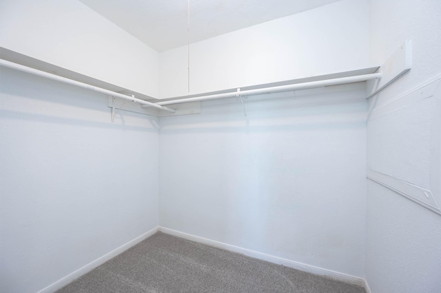 spacious closet with carpet floors